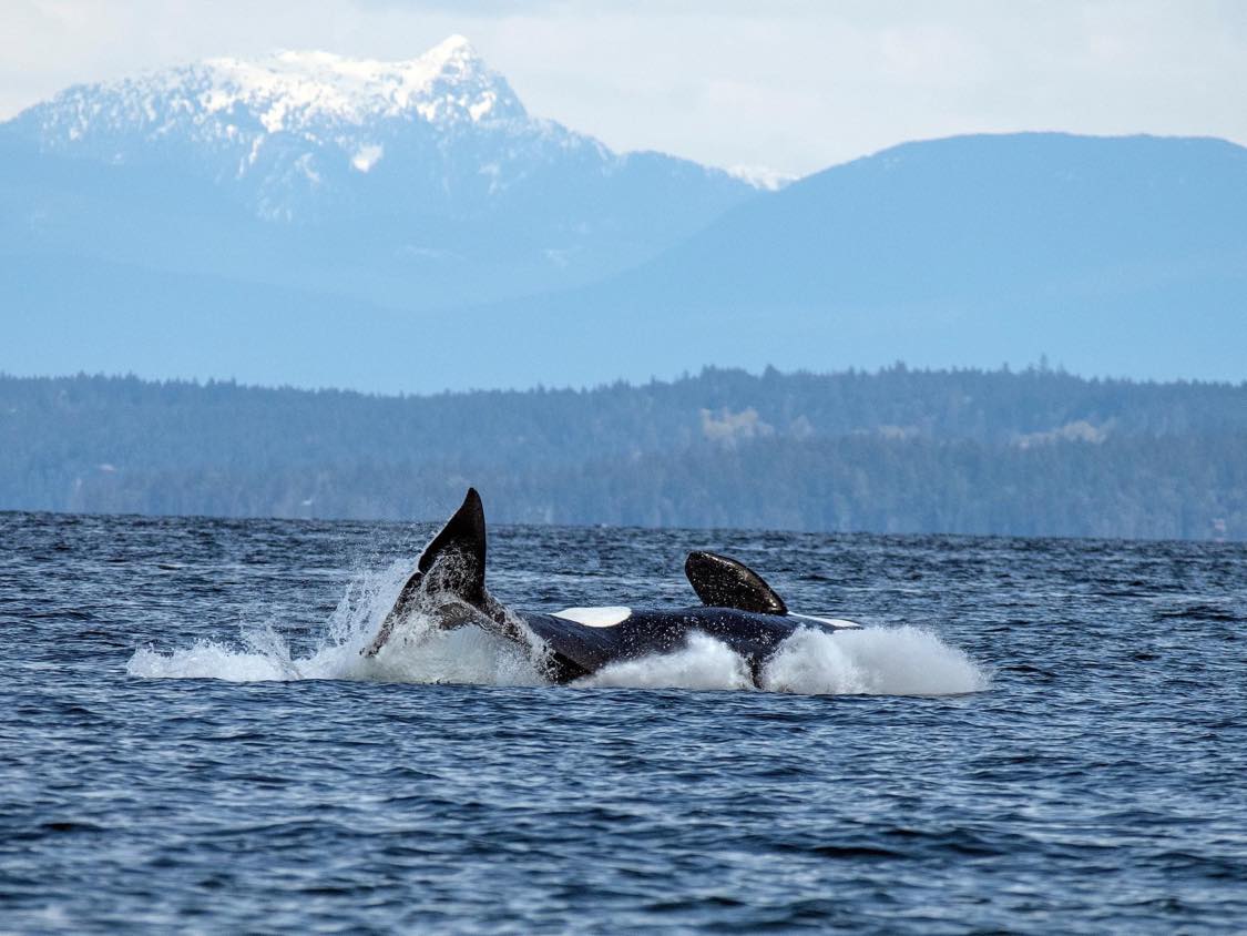 Orca-Saltair-BC-Photo-by-Sabrina-Fox.jpg